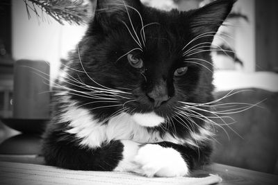 Close-up portrait of cat sitting at home