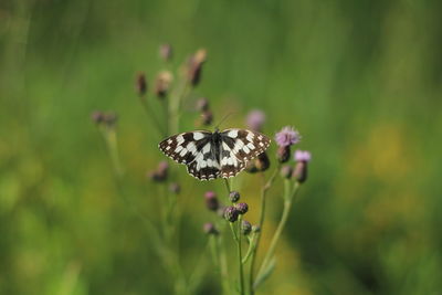 Close-up of butterfly pollinating on flower