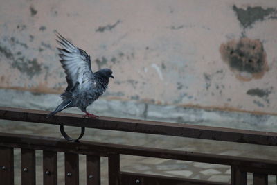 Close-up of pigeon perching on railing