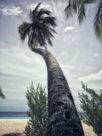 Low angle view of palm tree against sky