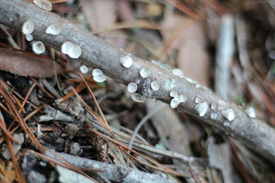 Close-up of snow