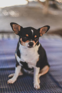 Portrait of dog sitting on bed at home