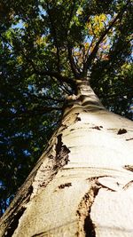 Low angle view of tree trunks in forest