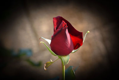 Close-up of red rose