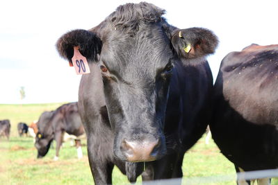 Portrait of cows on field