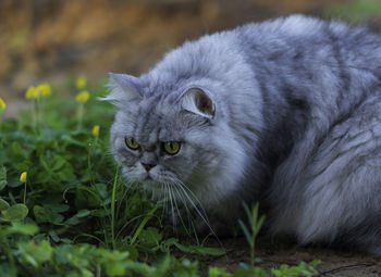 Close-up of a cat looking away