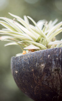 Close-up of insect on leaf