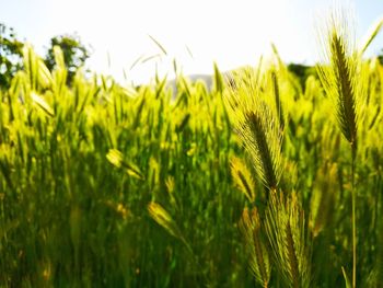 Close-up of wheat growing on field