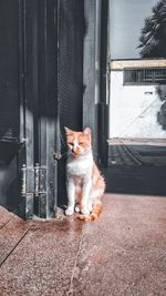 Cat sitting on a entrance of building