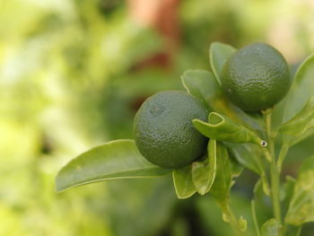 Close-up of fruit growing on tree