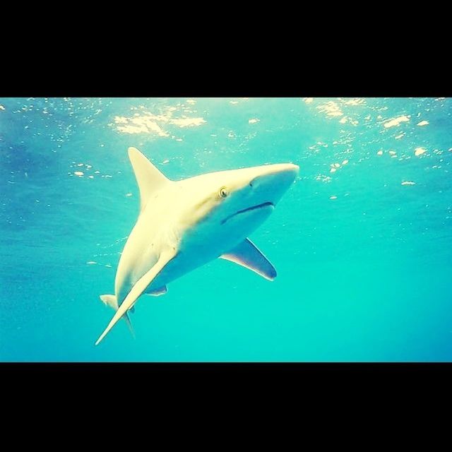 Snorkling with sharks