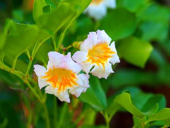 Close-up of white flowering plant