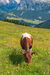 Horse grazing in field