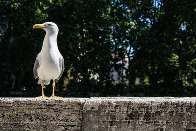 Bird perching on railing