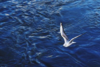 Swan swimming in lake