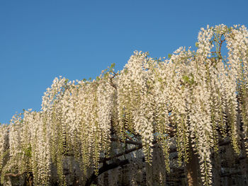 Low angle view of flowering plants against clear blue sky
