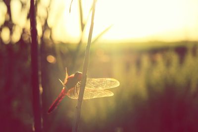 Close-up of dragonfly on twig