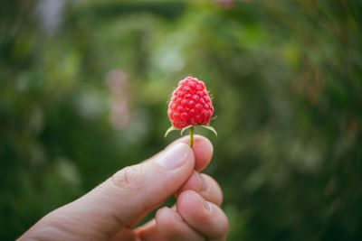 Close-up of hand holding raspberry