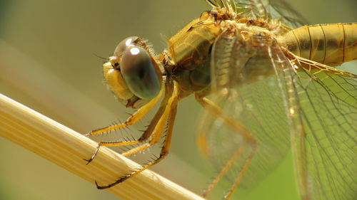 A macro photo of the eyes of the dragonfly