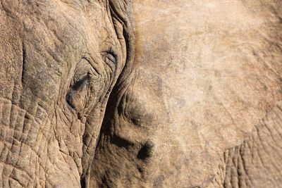 Close-up of elephant