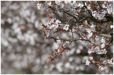 Close-up of cherry blossoms in spring