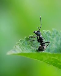 Close-up of ant on leaf