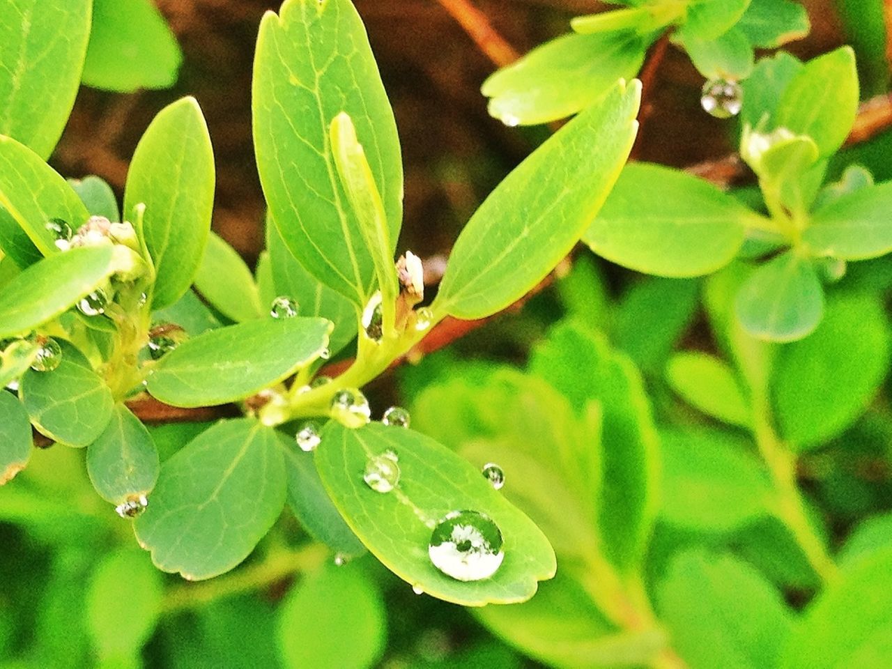 #FF #FotoFriday para @A_Valenzuela por su cumple y que la ciencia siga siendo algo más que 4 gotas en la radio #nature #drops #rain #plants #valledellozoya #lluvia #gotas