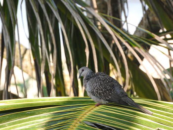 Close-up of bird perching on tree