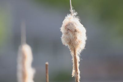 Close-up of flower against blurred background