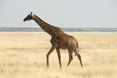 Side view of giraffe standing on landscape against sky