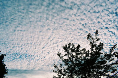 Close-up of tree against sky