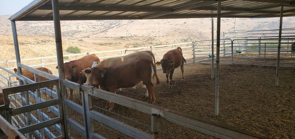 Cows standing in ranch