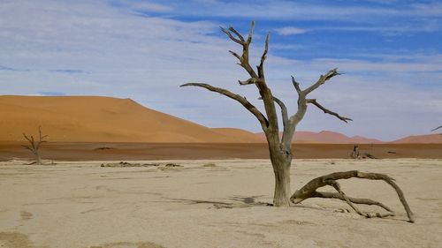 Dead tree on sand dune in desert against sky