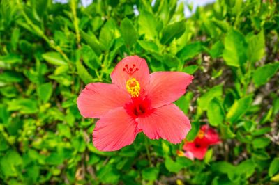 Close-up of red hibiscus blooming outdoors