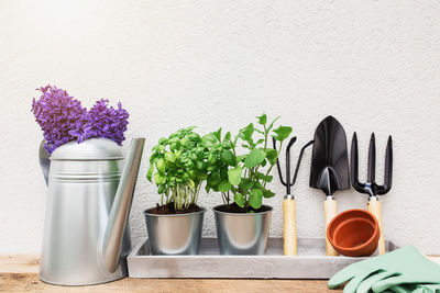 Gardening hobby concept, blue purple hyacinth, green mint and basil herbs in metal pot