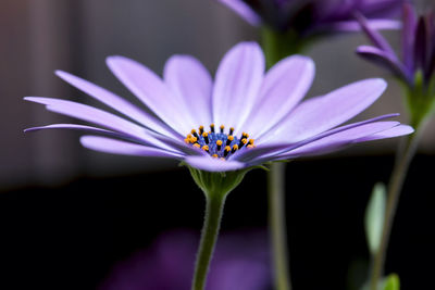 Close-up of purple flowering plant