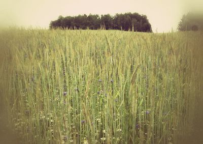 Scenic view of wheat field