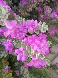 Close-up of flowers blooming outdoors