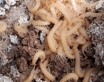 Full frame shot of firewood