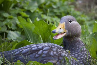 Close-up of duck by plants