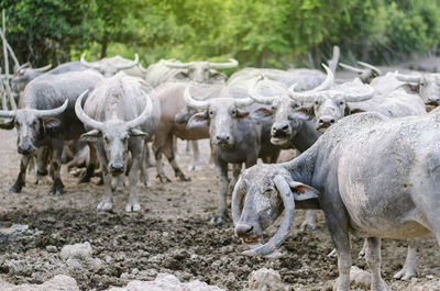 Flock of sheep on field
