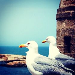 Seagull flying over sea