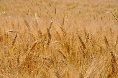 Full frame shot of wheat field