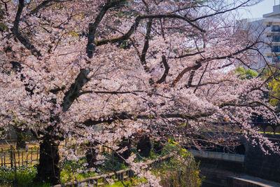 Cherry blossom tree in park