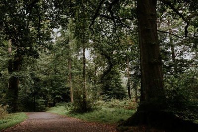 Trees growing in forest