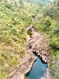 High angle view of river amidst trees in forest