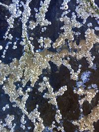 Full frame shot of lichen on beach