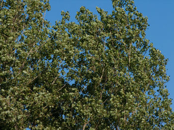 Low angle view of trees against blue sky