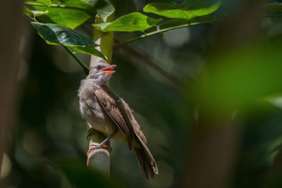 Bird perching on branch