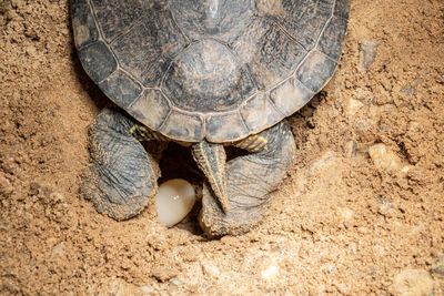 High angle view of turtle spawing on sand